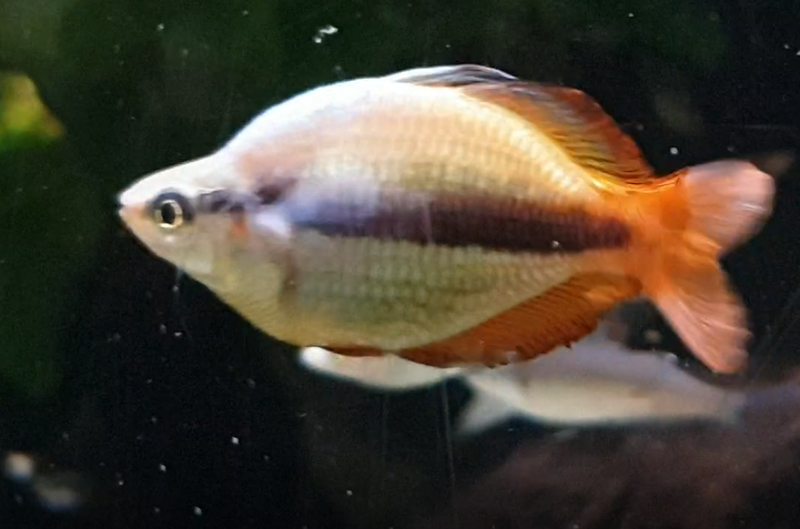 Melanotaenia trifasciata