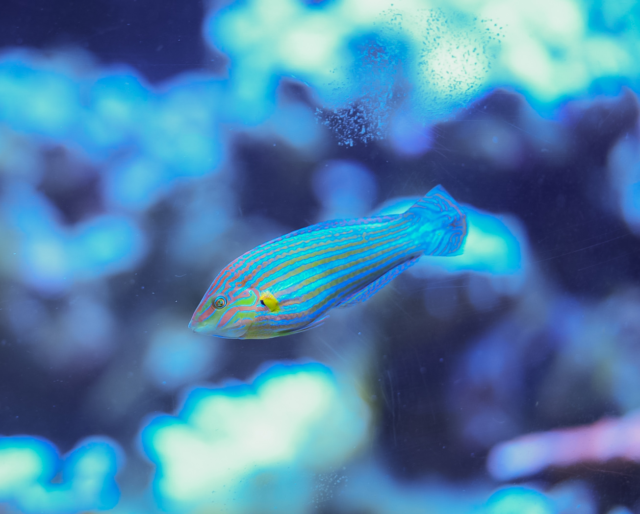 Melanurus Wrasse