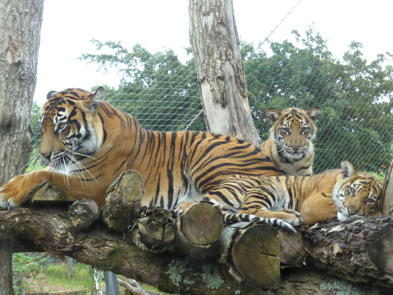 Melati and 2 cubs