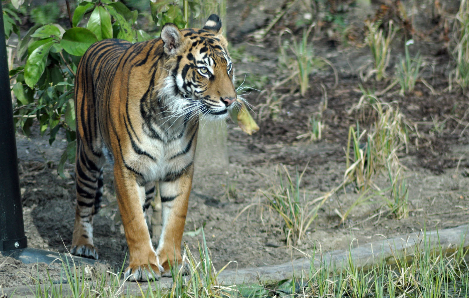 Melati - female sumatran tiger