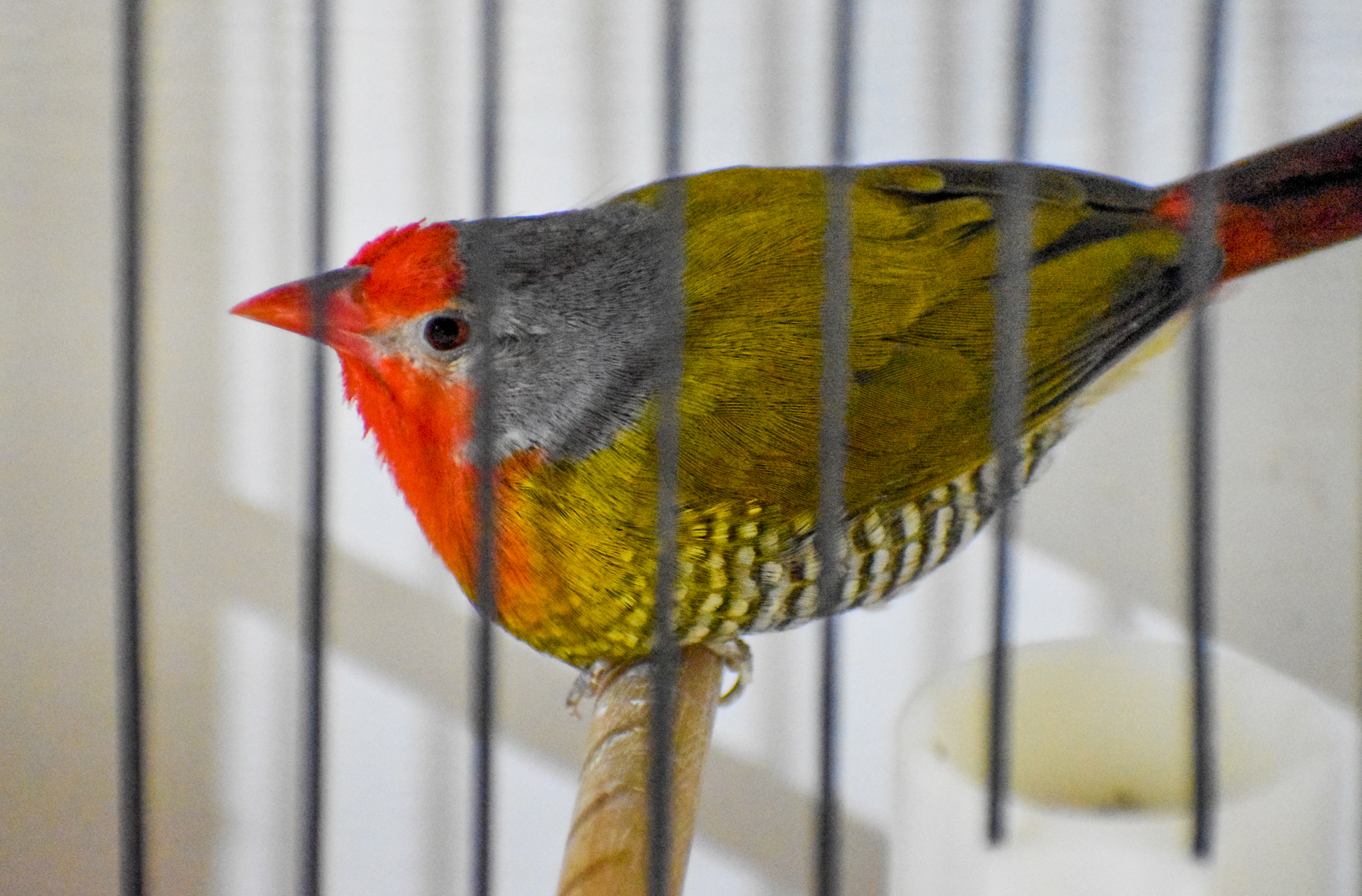 Melba Finch/Green-winged Pytilla