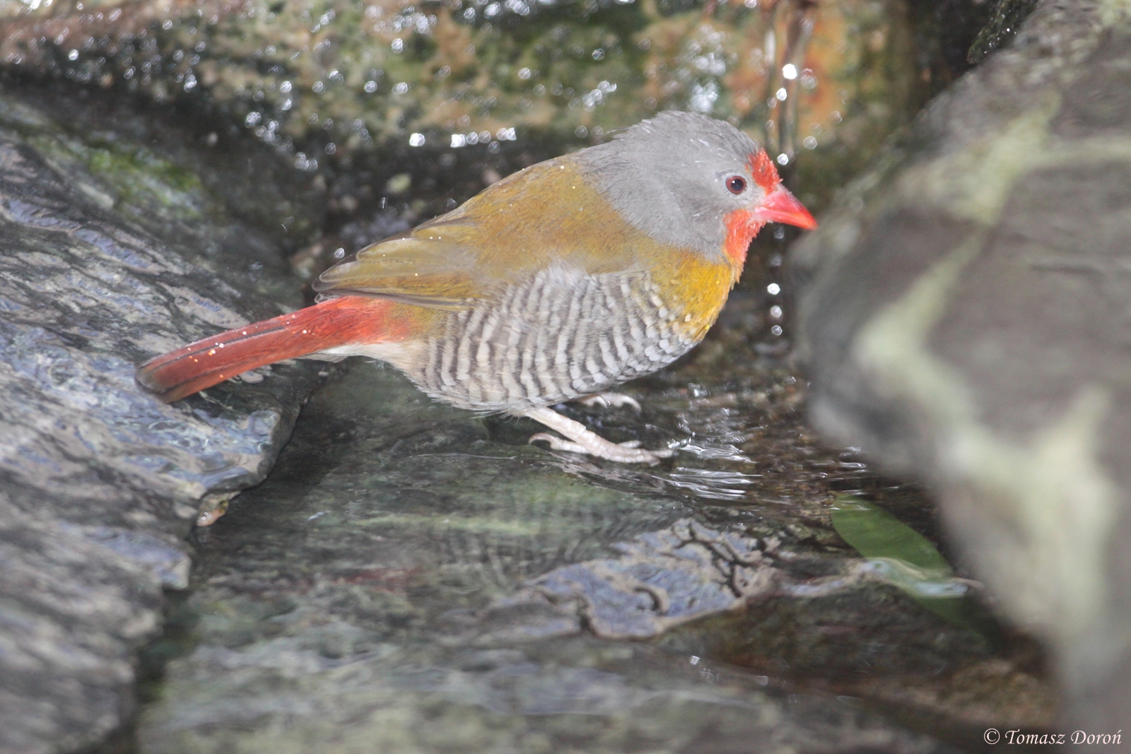 Melba Finch (Pytilia melba), October 2014