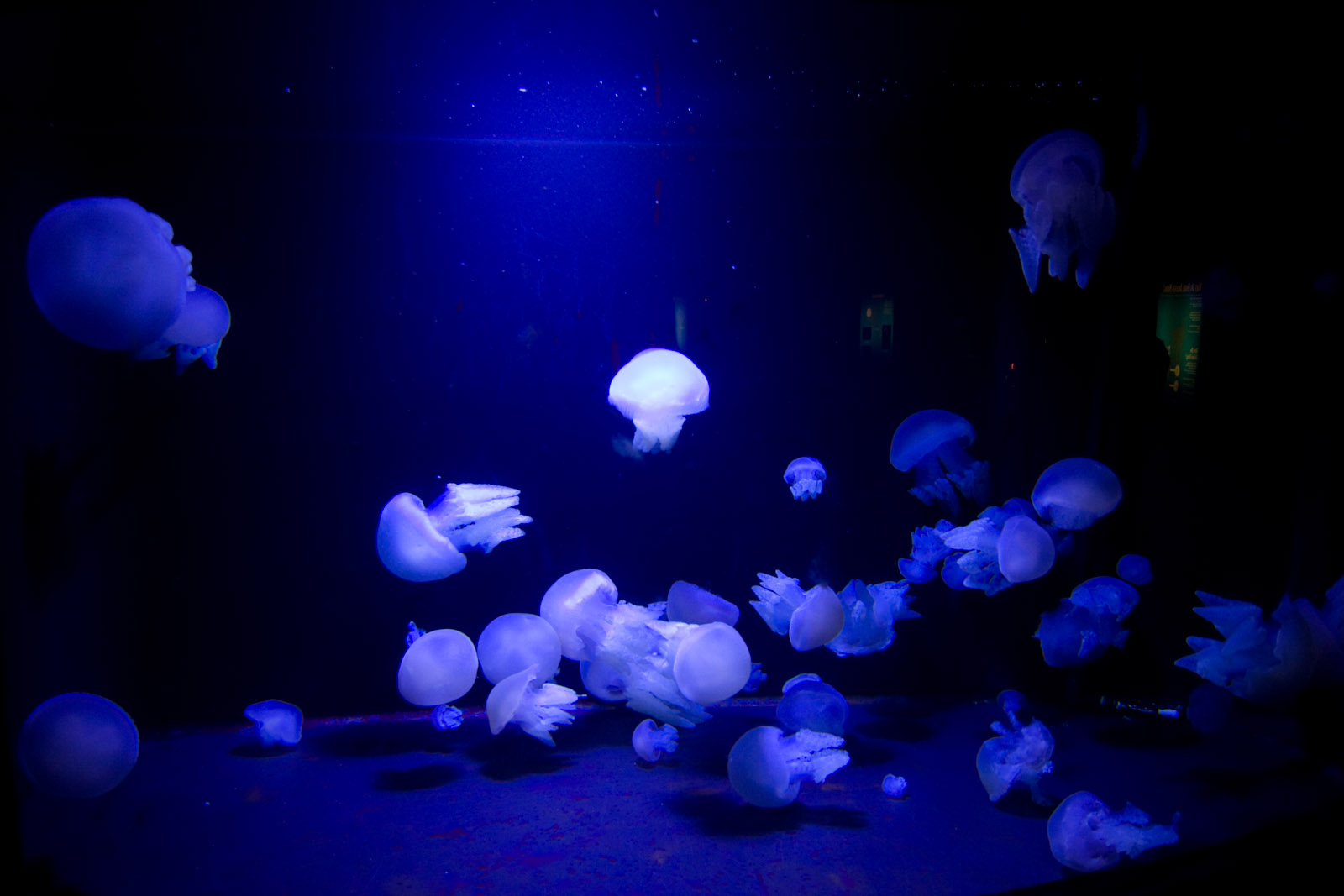 Melbourne Aquarium - Sep 2008