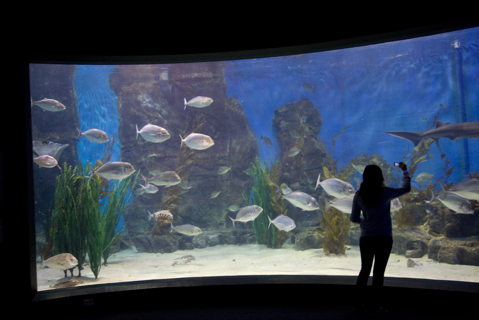 Melbourne Aquarium - Sep 2008