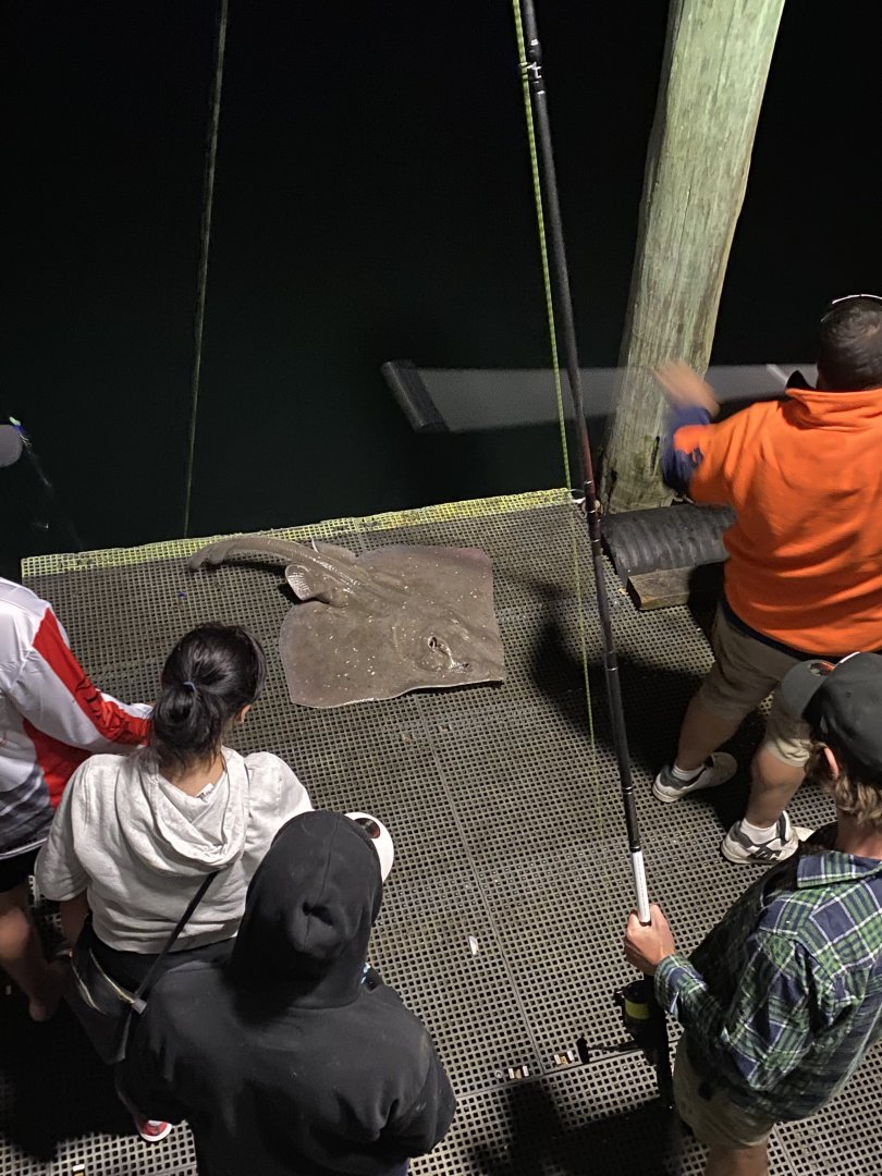 Melbourne Skate (Spiniraja whitleyi)