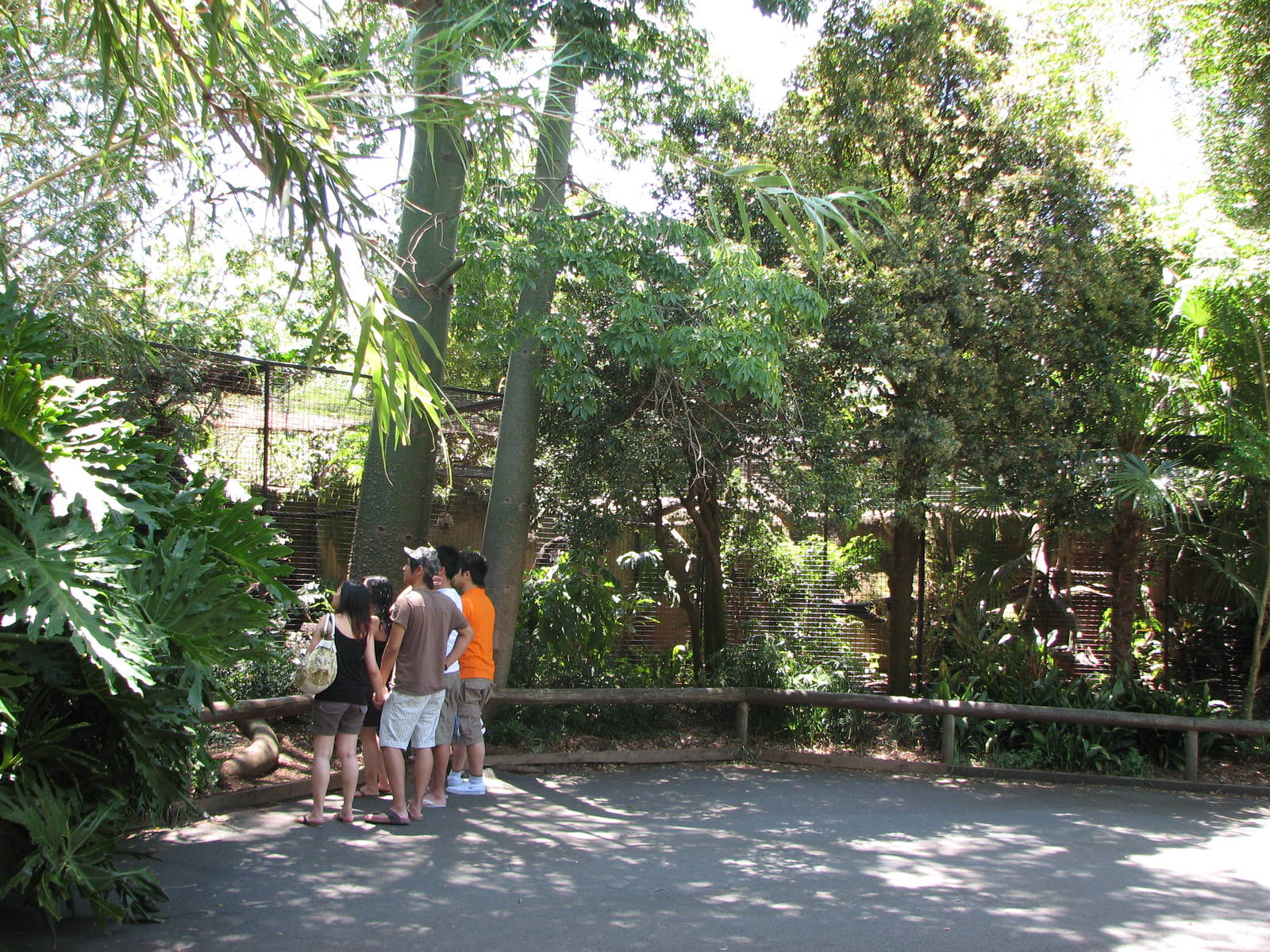 Melbourne Zoo 2008 - Binturong cage in the small cat row