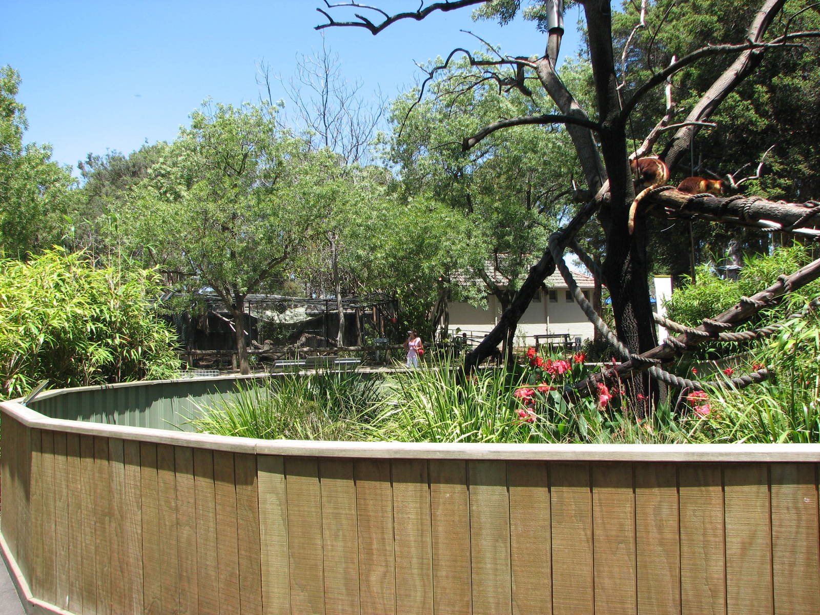 Melbourne Zoo 2008 - Border of the Tree Kangaroo exhibit