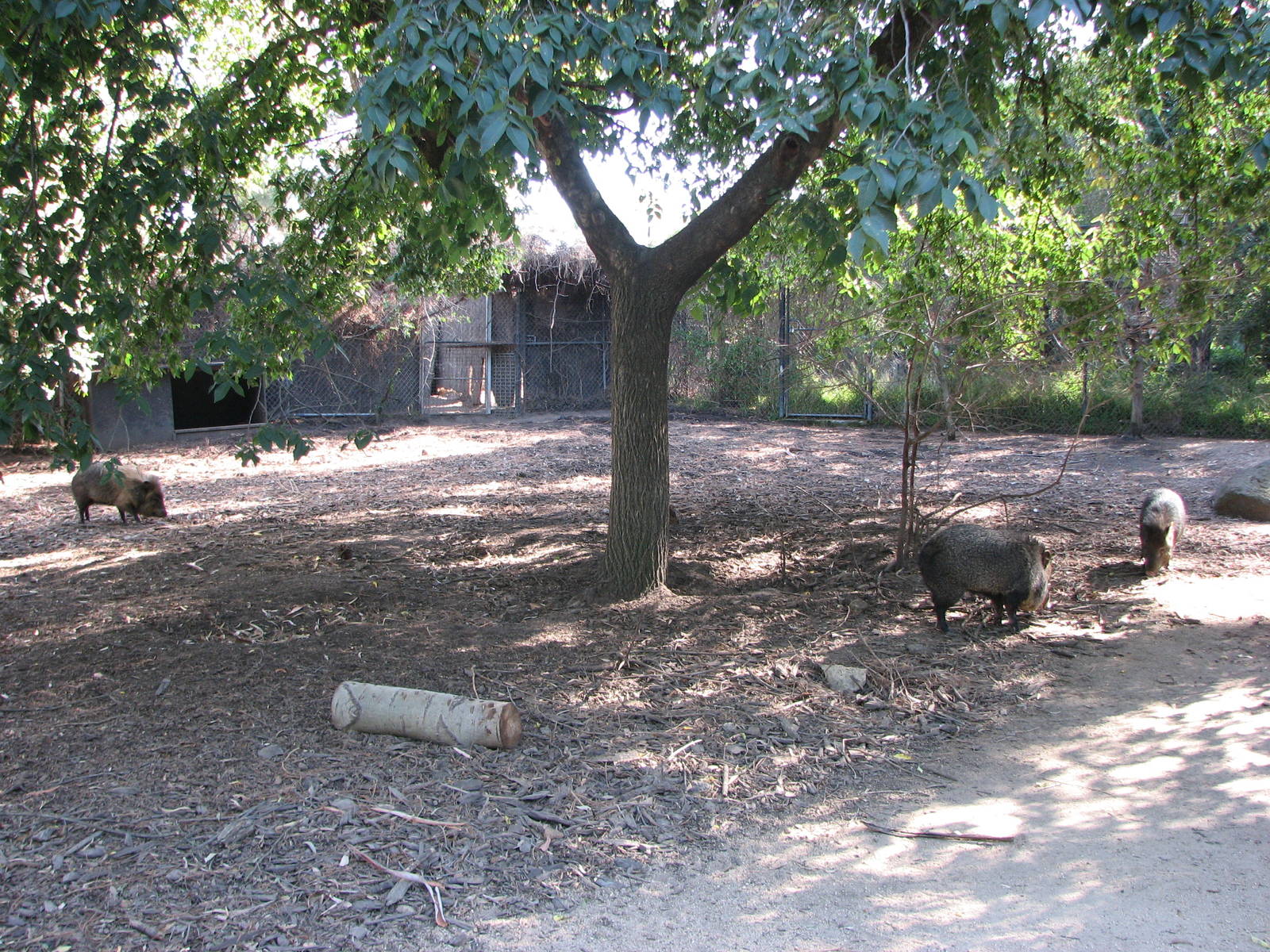 Melbourne Zoo 2008 - Collared Peccary enclosure