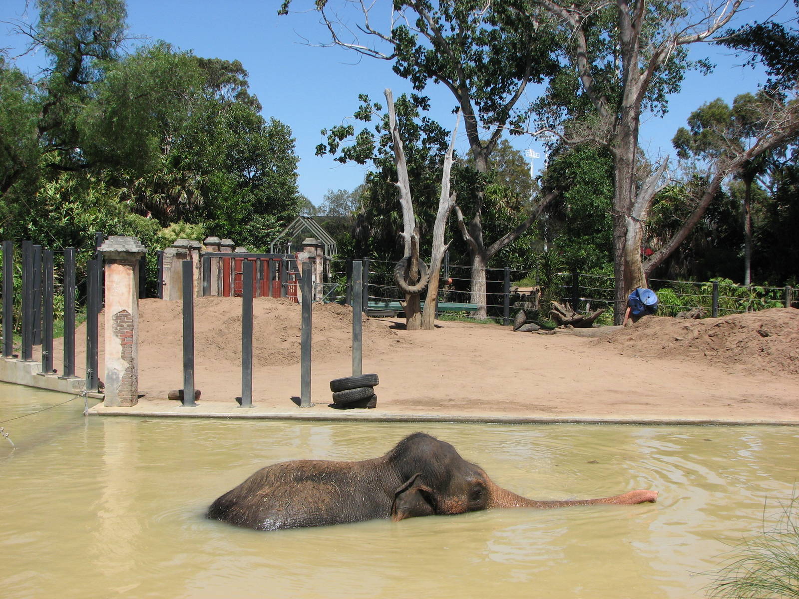 Melbourne Zoo 2008 - Elephant cools off on a hot January day