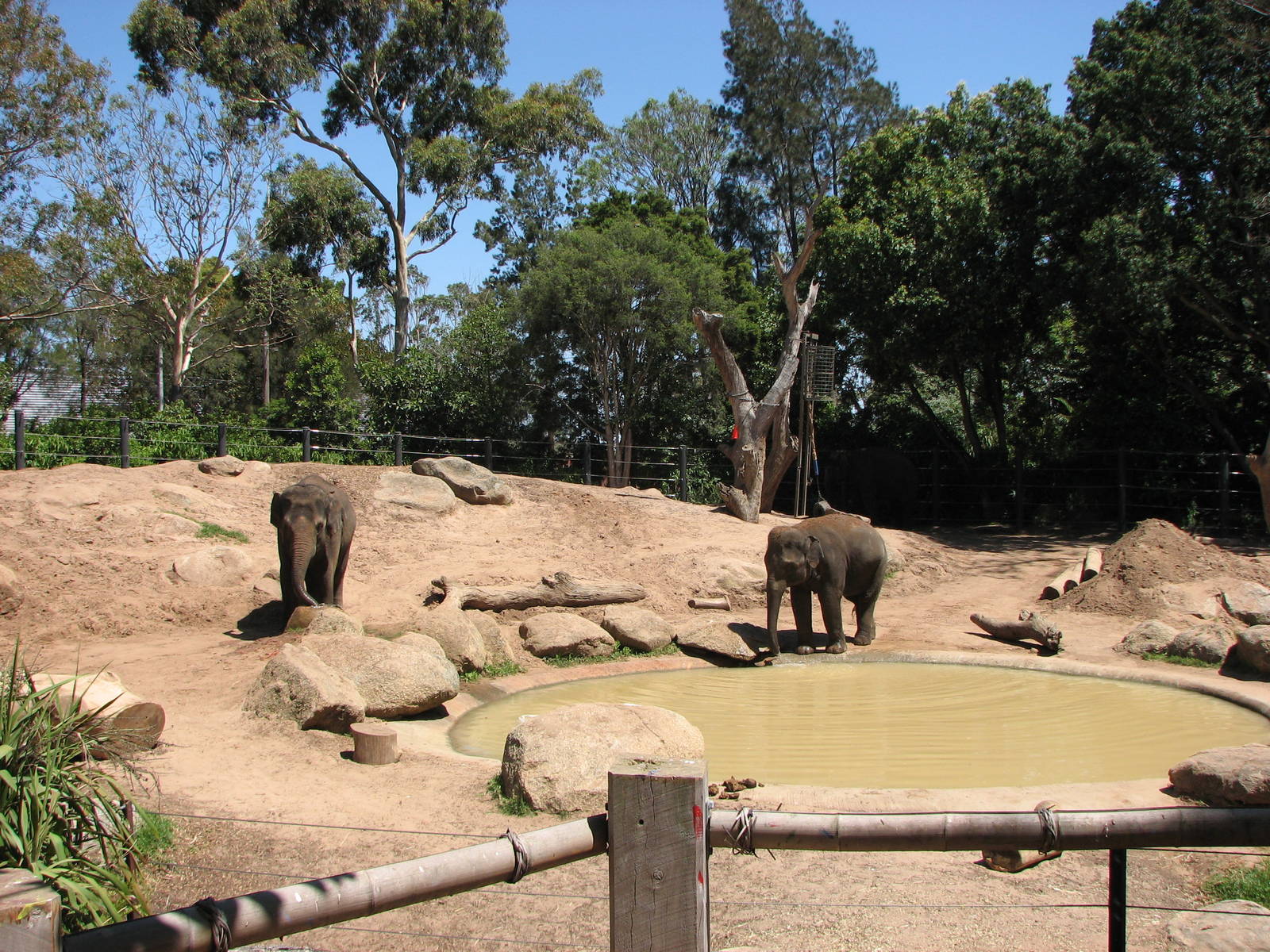 Melbourne Zoo 2008 - Elephant exhibit