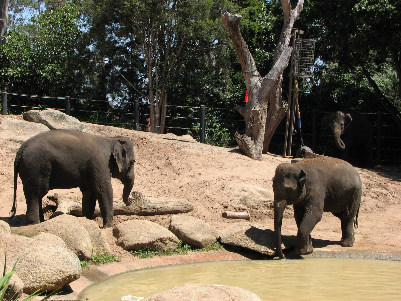 Melbourne Zoo 2008 - Elephant exhibit