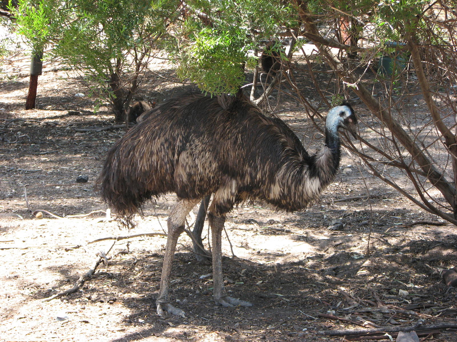 Melbourne Zoo 2008 - Emu in the Australian Bush area