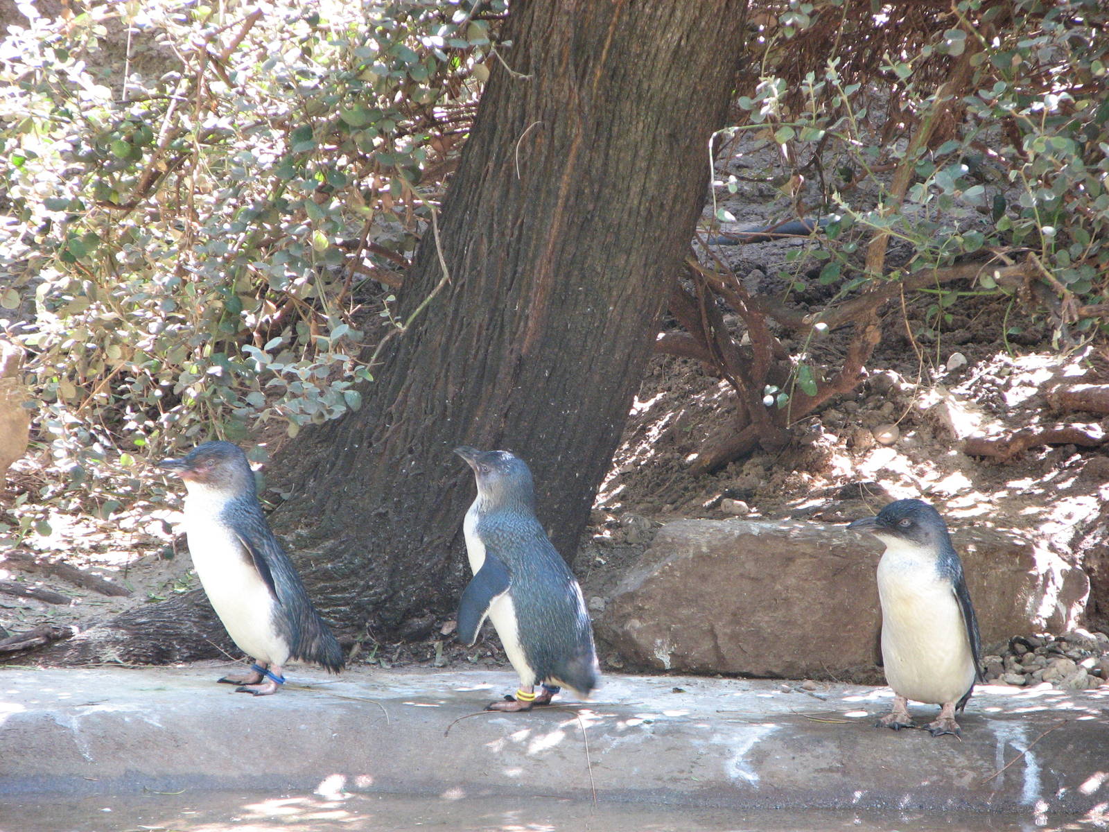 Melbourne Zoo 2008 - Fairy Penguins