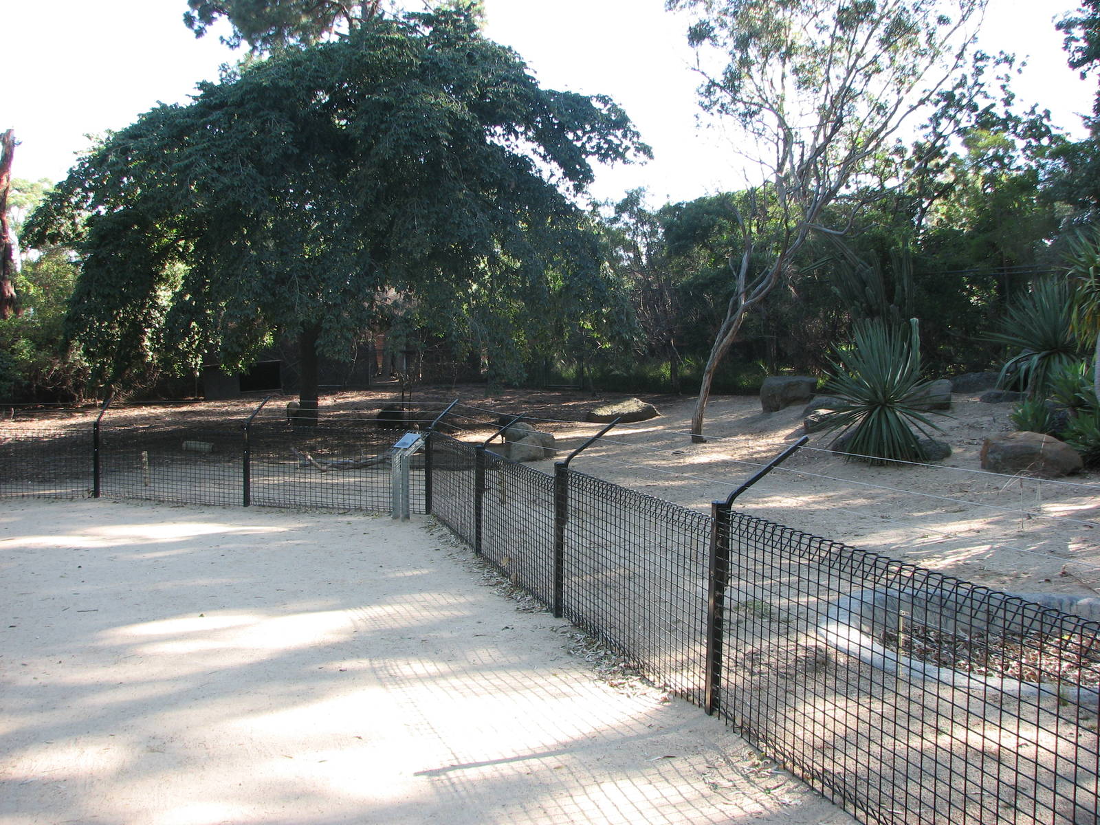 Melbourne Zoo 2008 - Front of Collared Peccary enclosure
