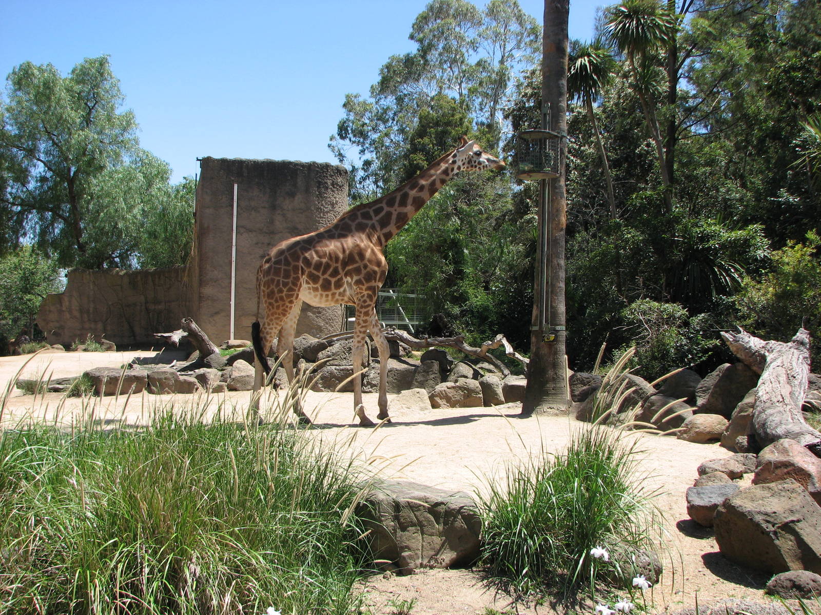 Melbourne Zoo 2008 - Giraffe exhibit