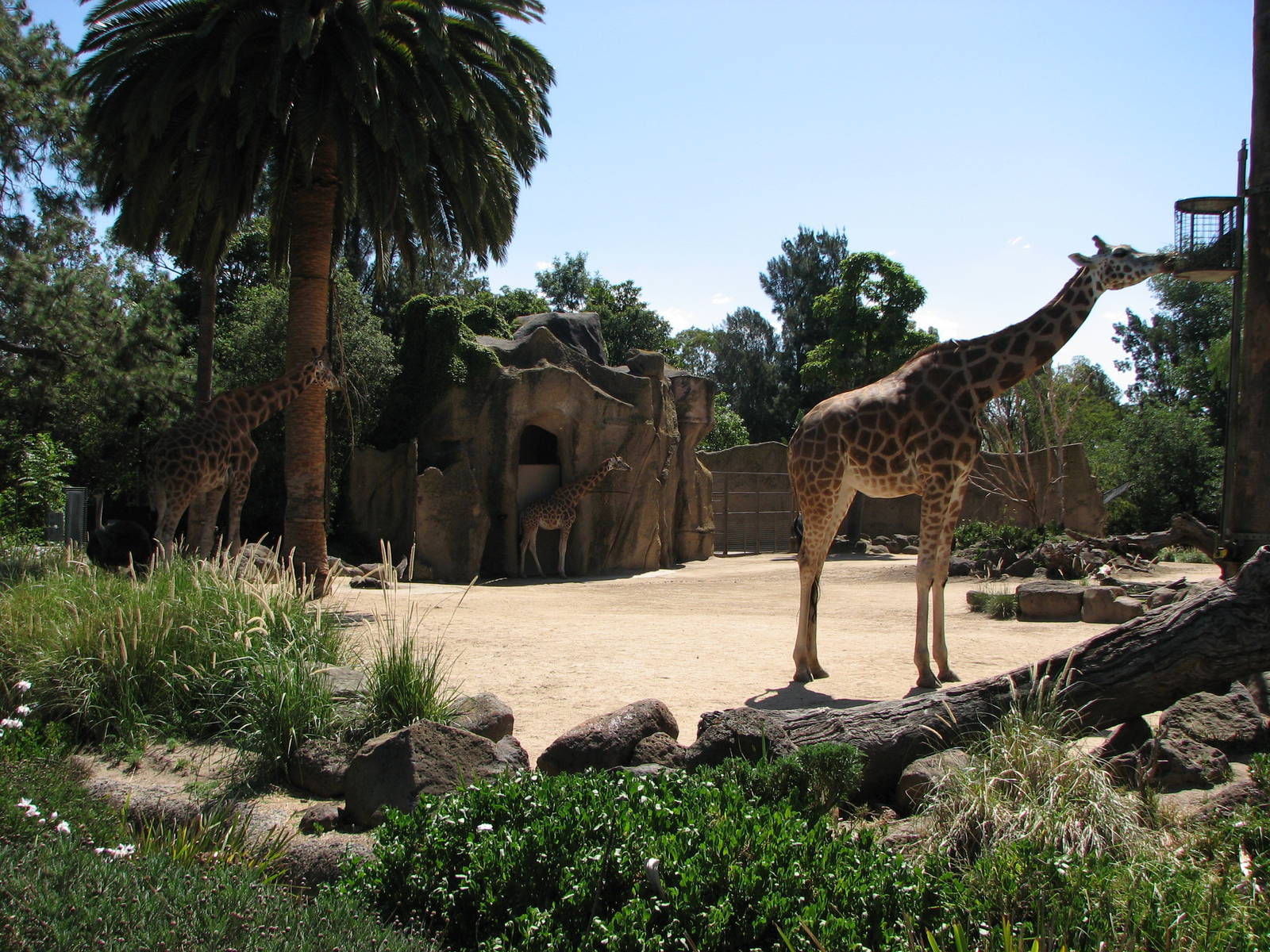 Melbourne Zoo 2008 - Giraffe exhibit