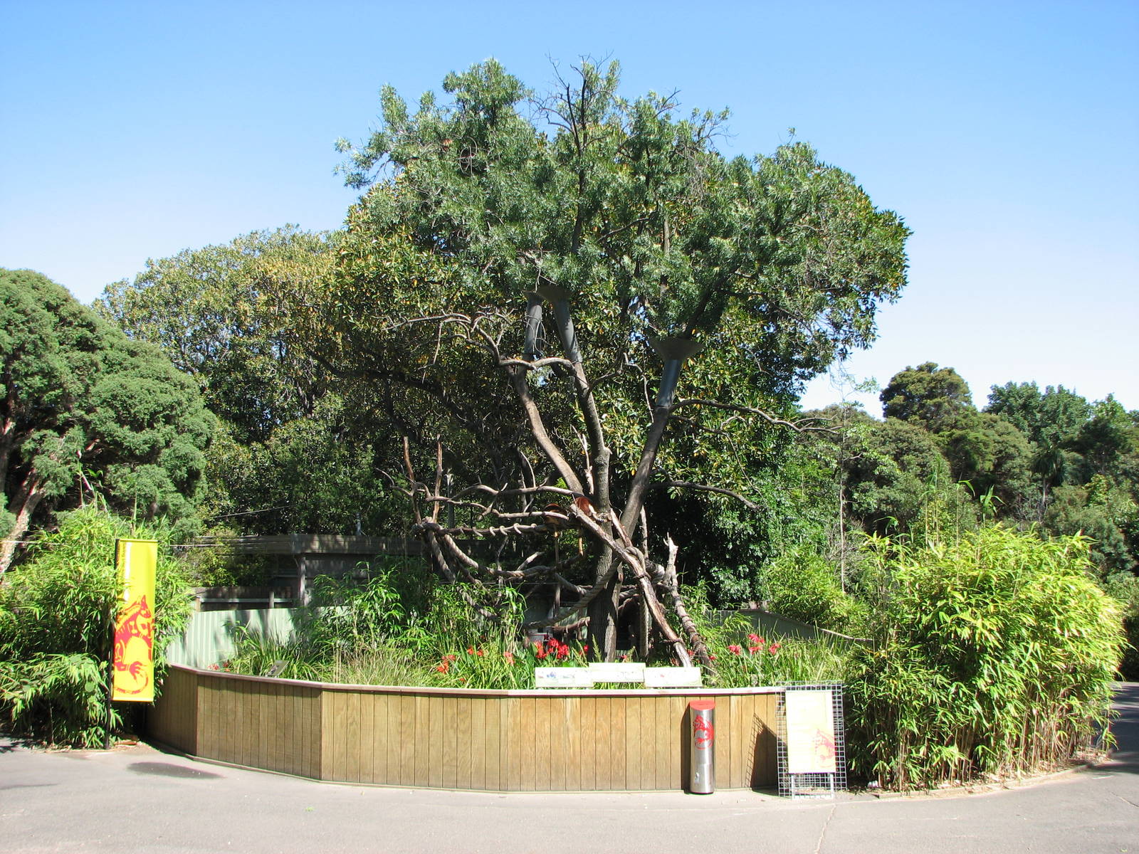 Melbourne Zoo 2008 - Goodfellows Tree Kangaroo exhibit