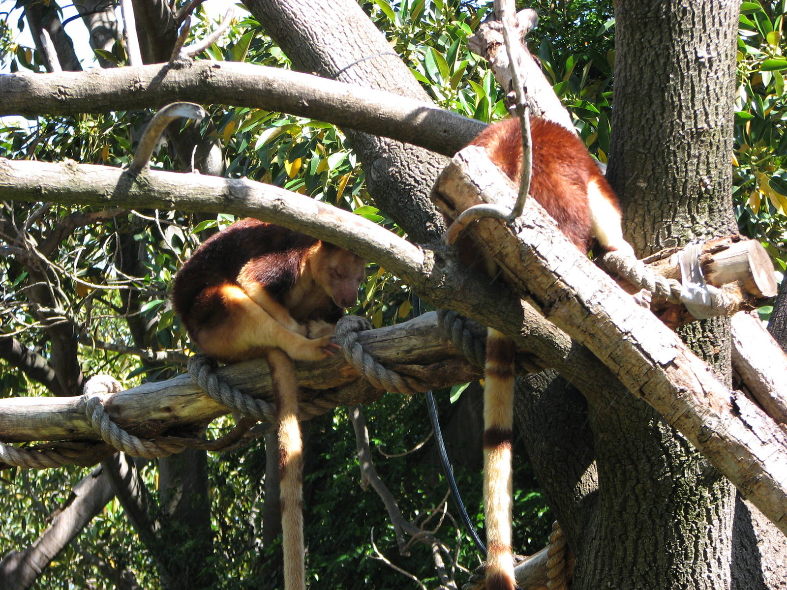 Melbourne Zoo 2008 - Goodfellows Tree Kangaroos