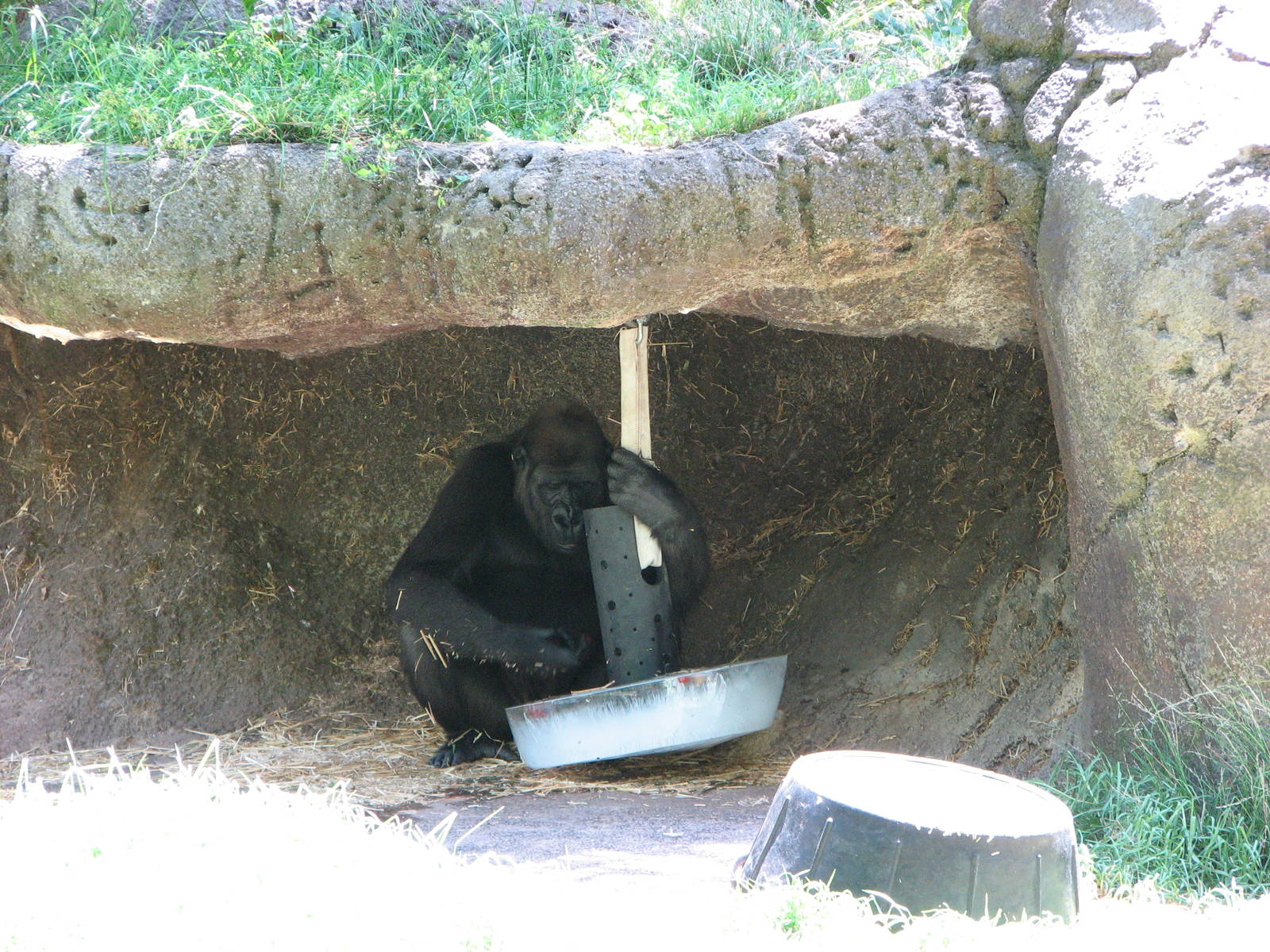 Melbourne Zoo 2008 - Gorilla in the shade with his toy