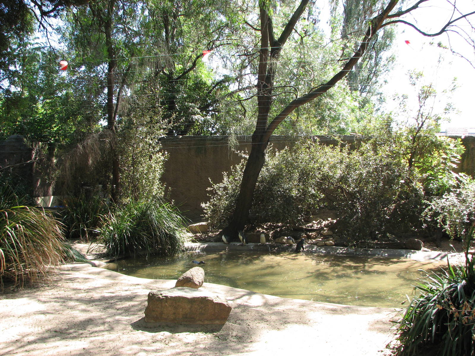 Melbourne Zoo 2008 - Inside the Fairy Penguin exhibit
