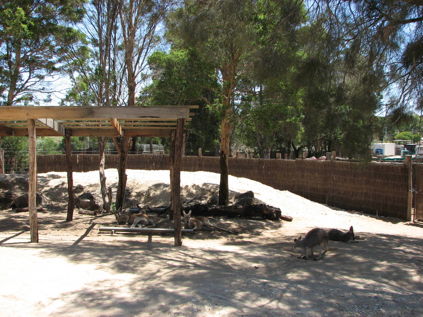 Melbourne Zoo 2008 - Kangaroo exhibit in the Australian Bush area