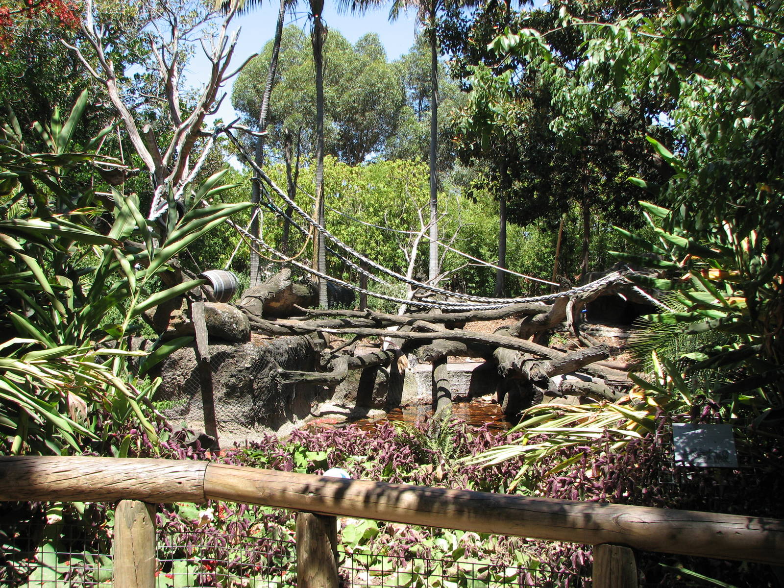 Melbourne Zoo 2008 - Mandrill exhibit