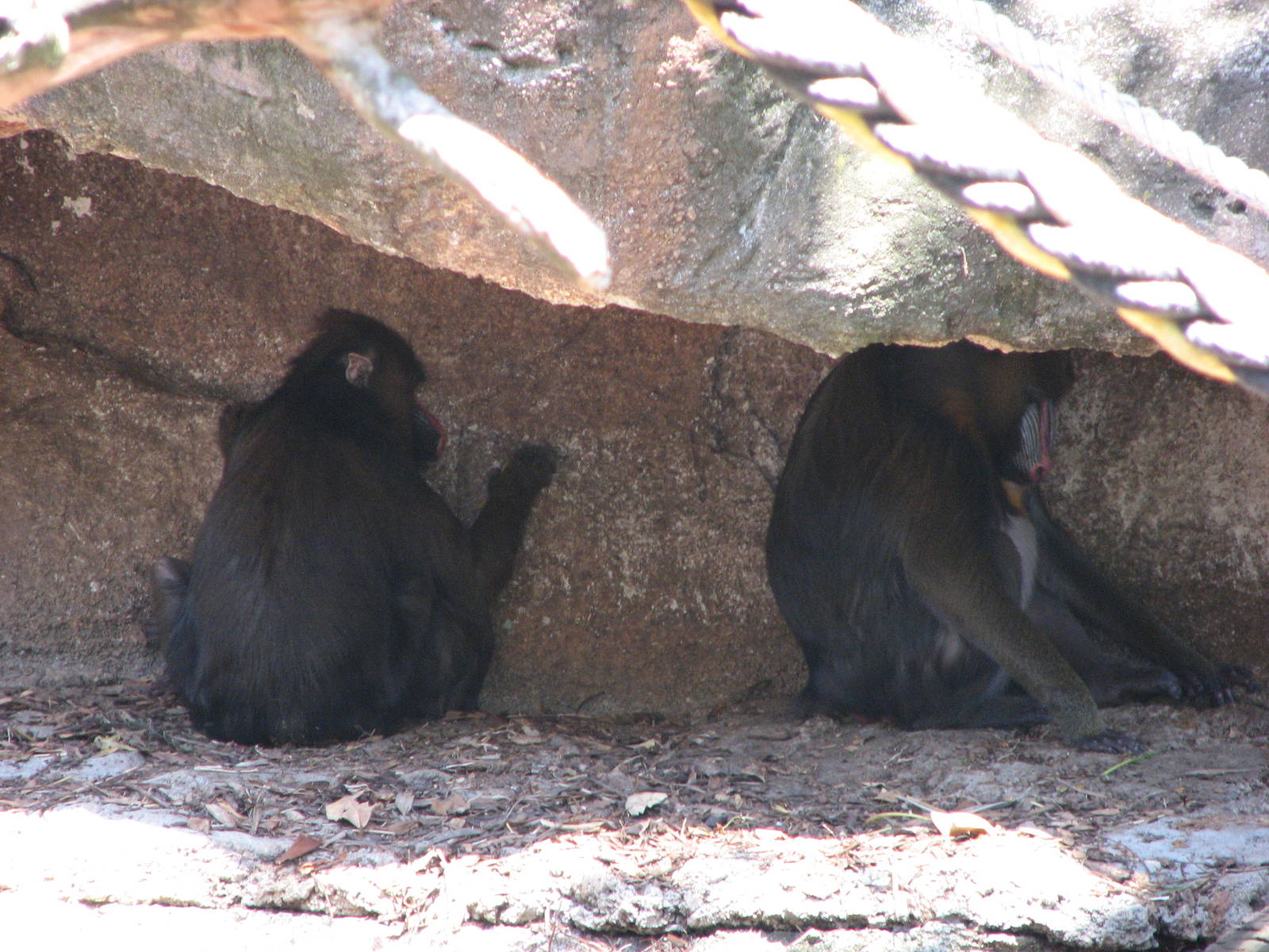 Melbourne Zoo 2008 - Mandrills in the shade on a hot January day