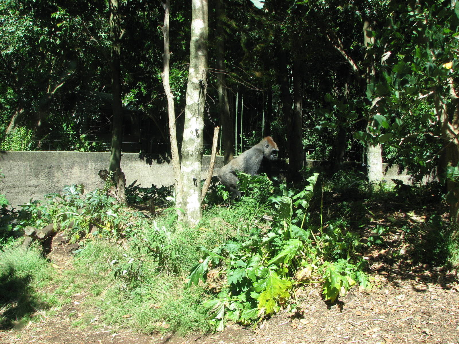 Melbourne Zoo 2008 - Part of the Gorilla exhibit