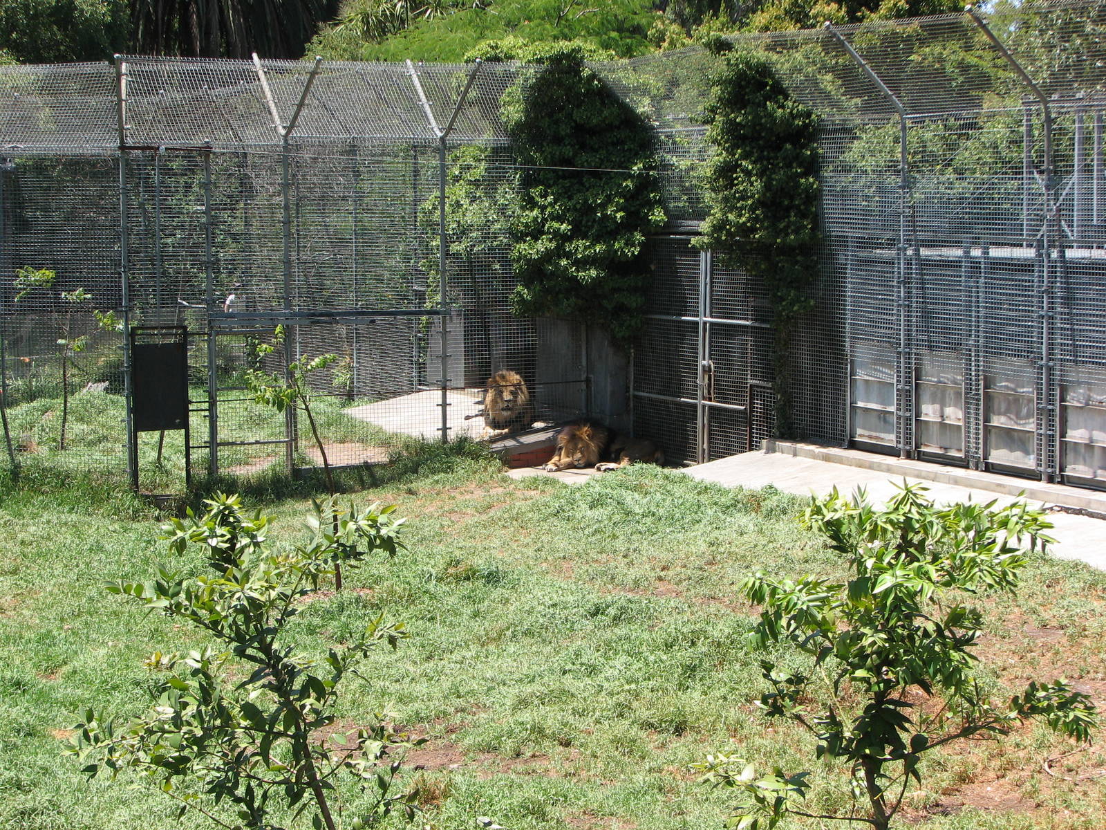 Melbourne Zoo 2008 - Part of the lush African Lion exhibit