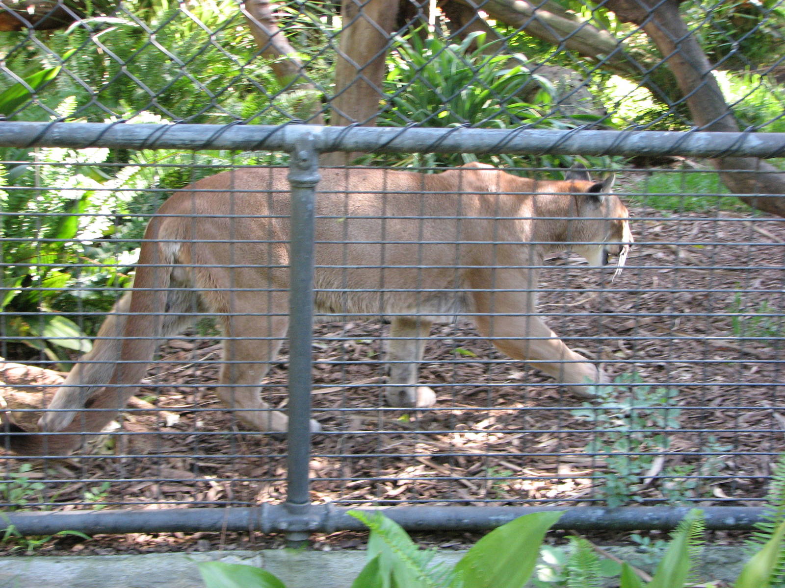 Melbourne Zoo 2008 - Puma