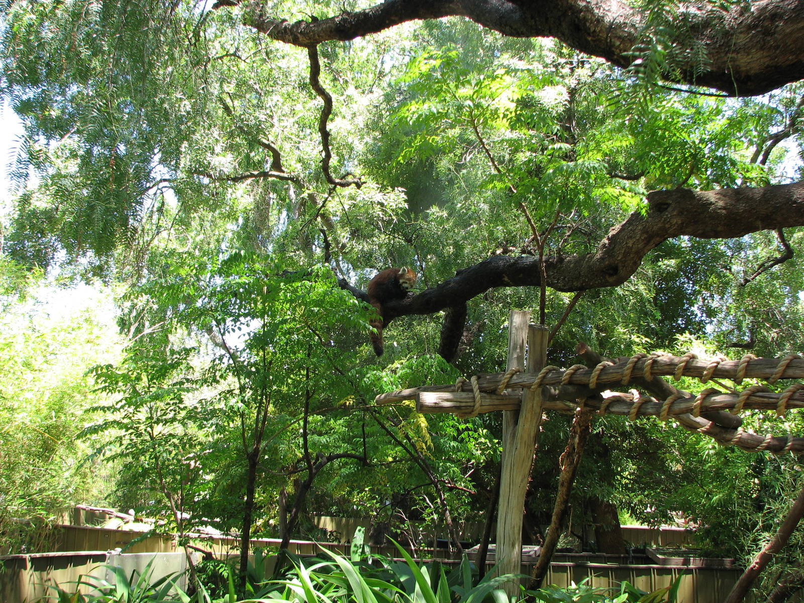 Melbourne Zoo 2008 - Red Panda up in a tree