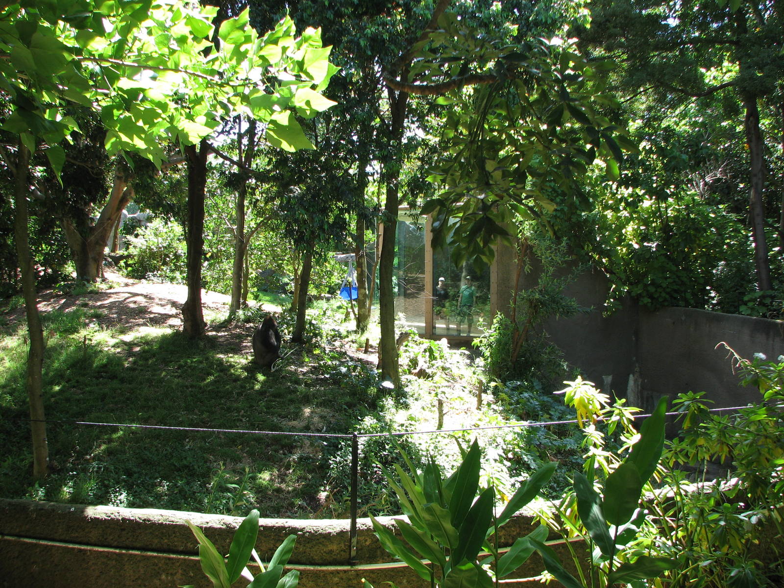 Melbourne Zoo 2008 - View into the Gorilla exhibit