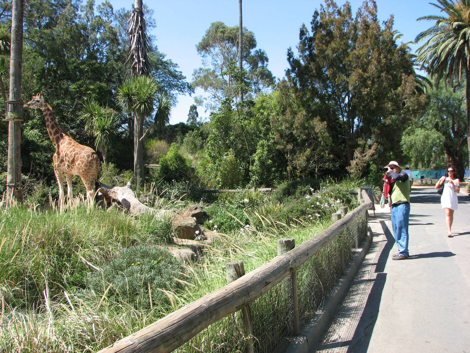 Melbourne Zoo 2008 - Visitors view the Giraffes