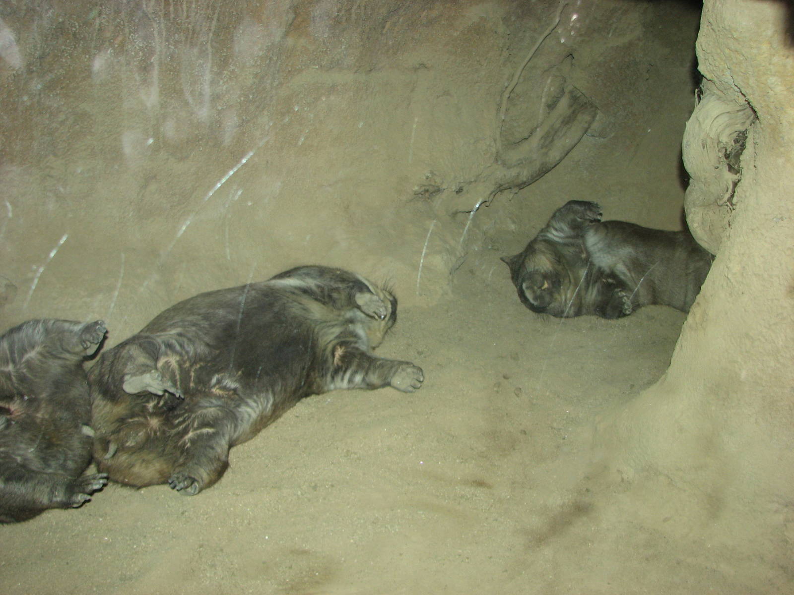 Melbourne Zoo 2008 - Wombats in the Australian Bush area