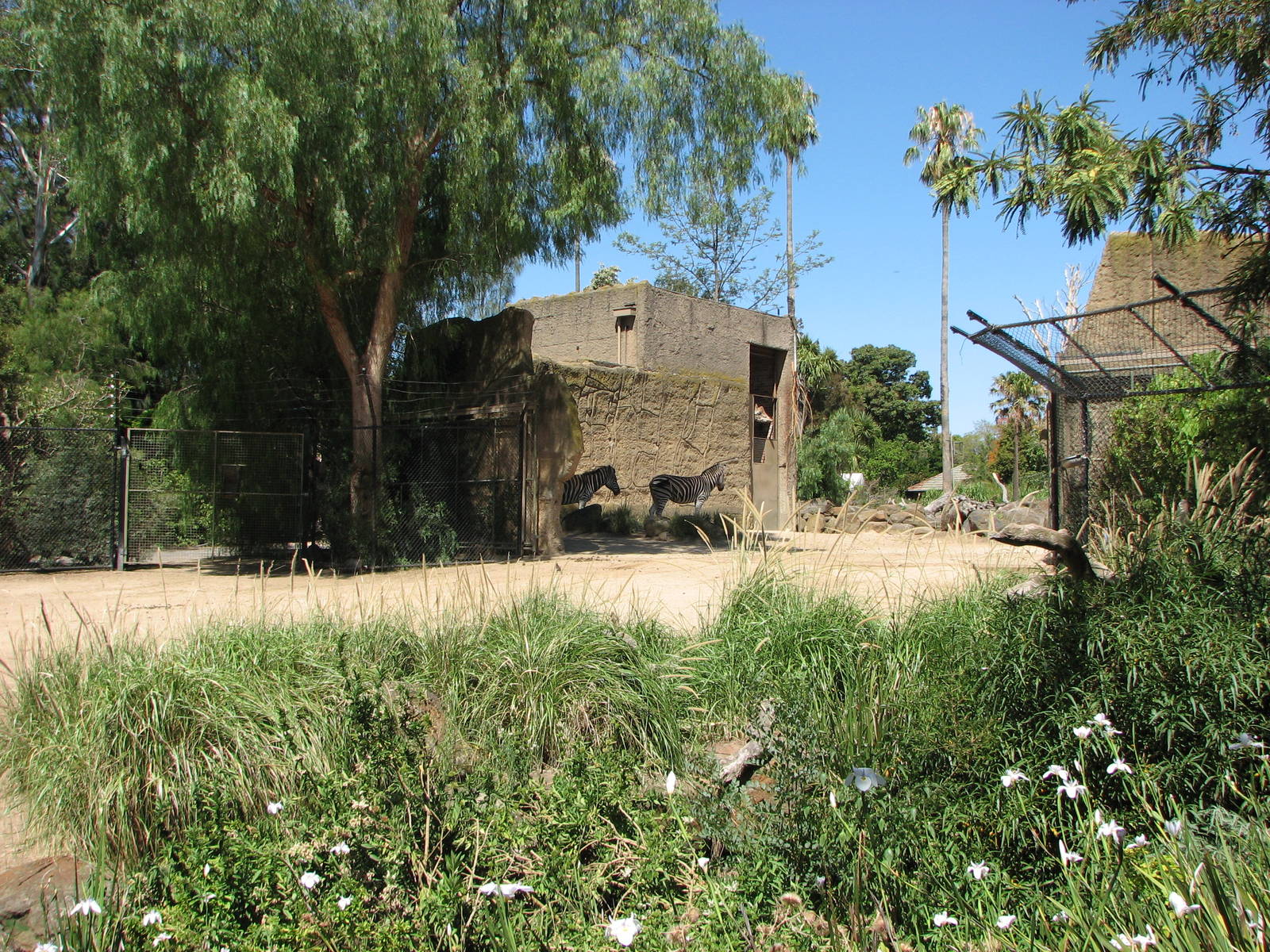 Melbourne Zoo 2008 - Zebra exhibit