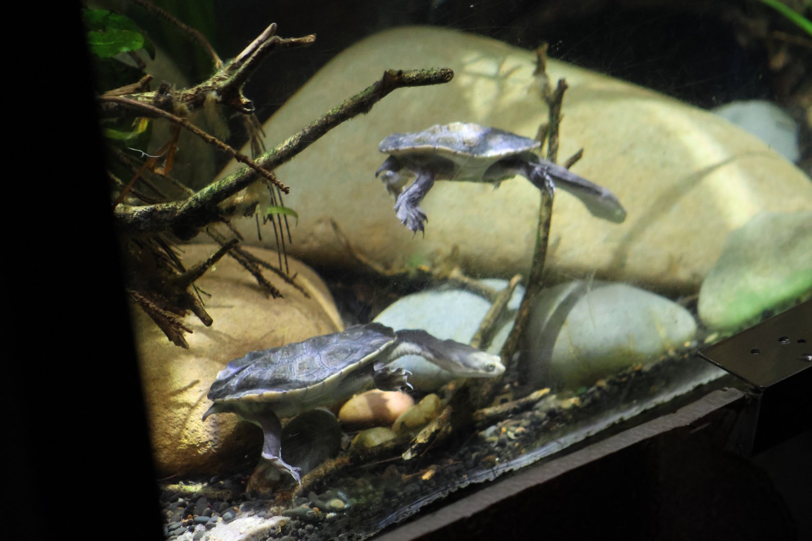 Melbourne Zoo - Chelodina ID??