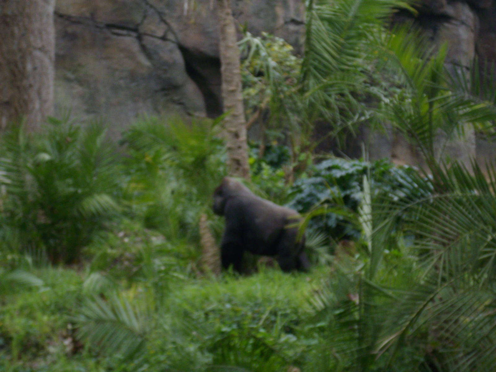 Melbourne Zoo Gorilla Exhibit