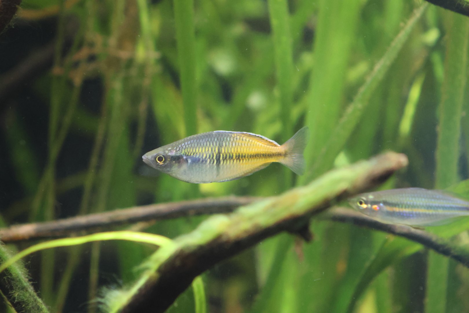 Melbourne Zoo - M. boesemani and??