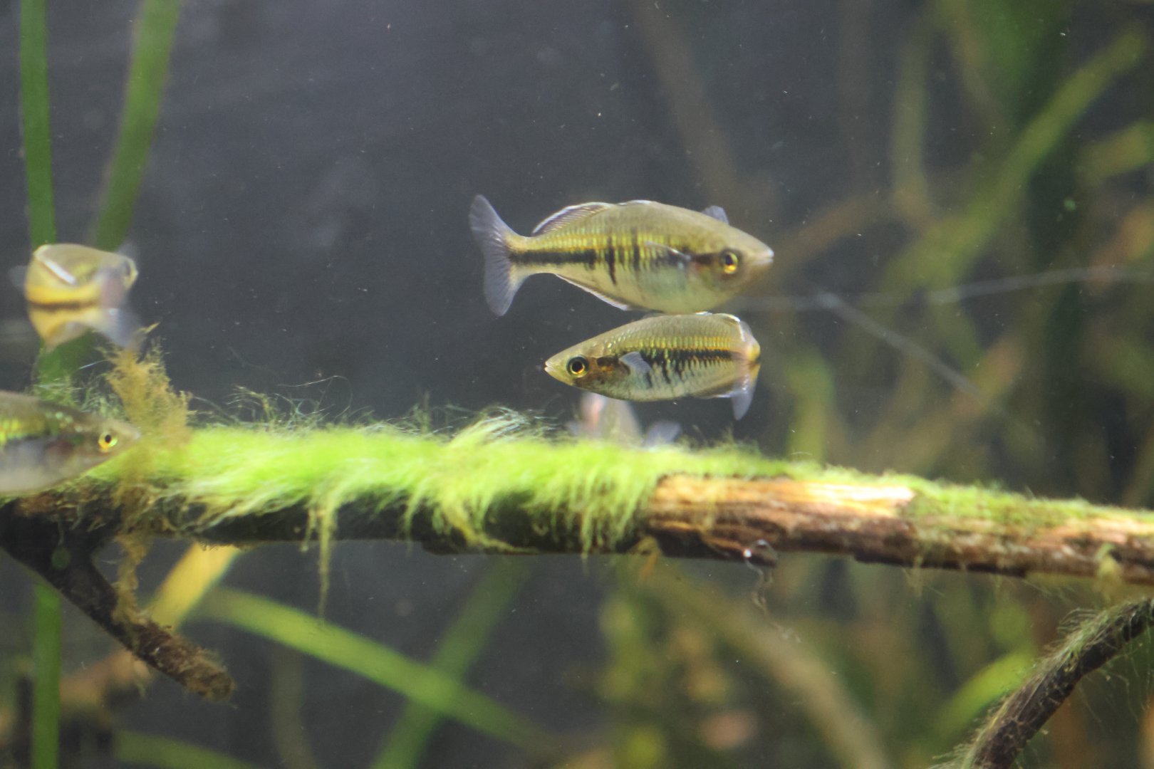 Melbourne Zoo - M. boesmani??