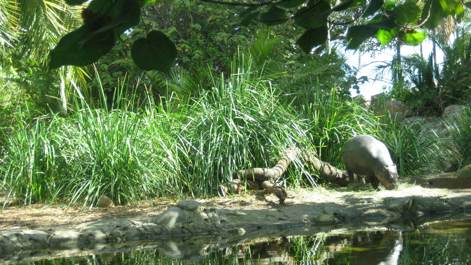 Melbourne Zoo October 2009