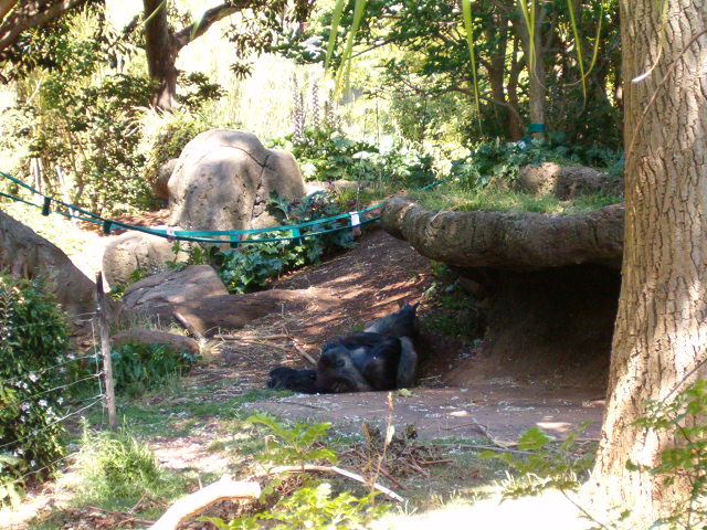 Melbourne Zoo