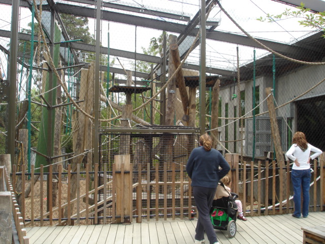 Melbourne's Orang-utan Sanctuary..