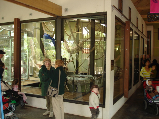 Melbourne's Orang-utan Sanctuary..