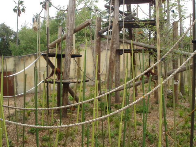 Melbourne's Orang-utan Sanctuary..