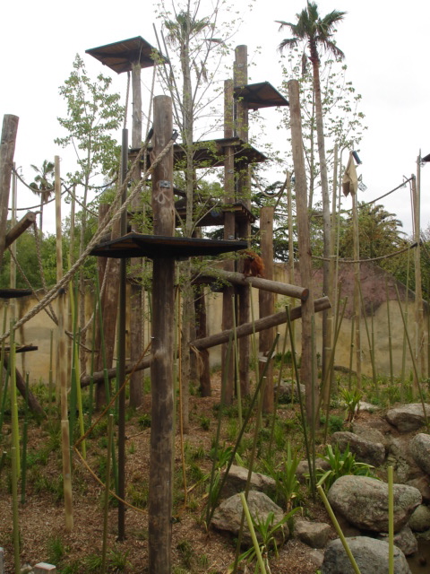 Melbourne's Orang-utan Sanctuary..