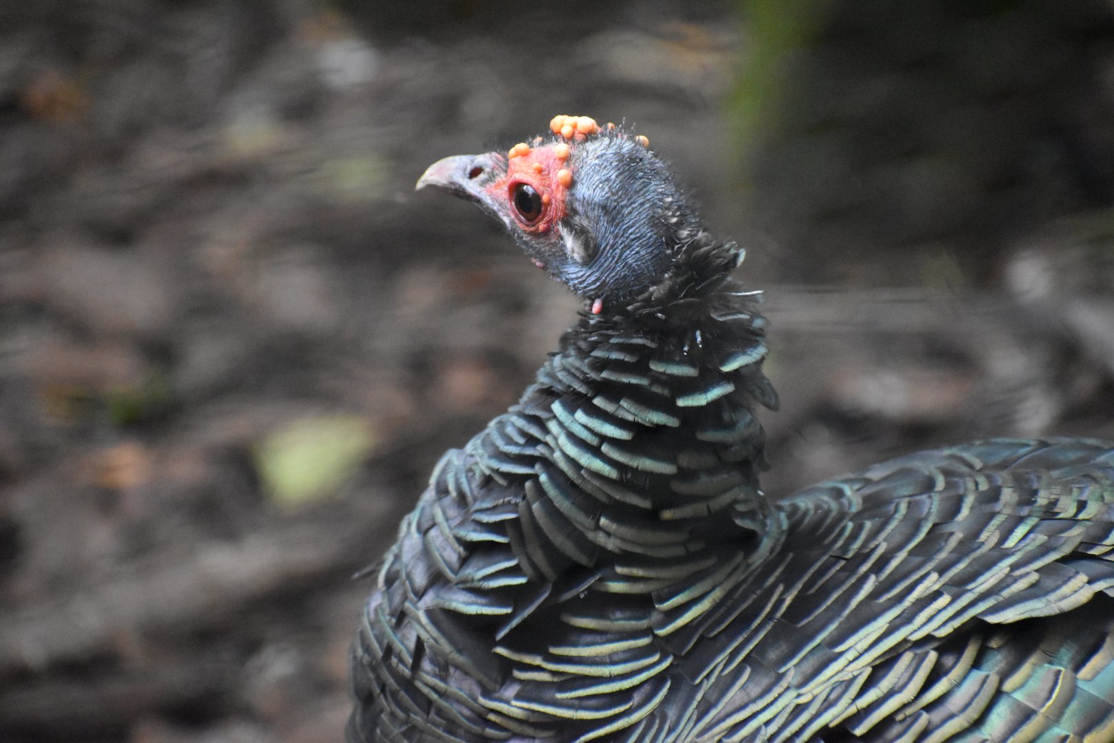Meleagris ocellata - Ocellated Turkey