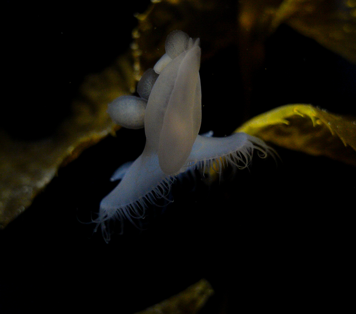 Melibe Nudibranch // Kelp Forest (2nd floor)