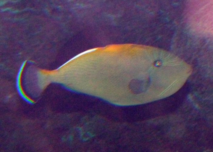 Melichthys Indicus (7-7-16 Seaworld)