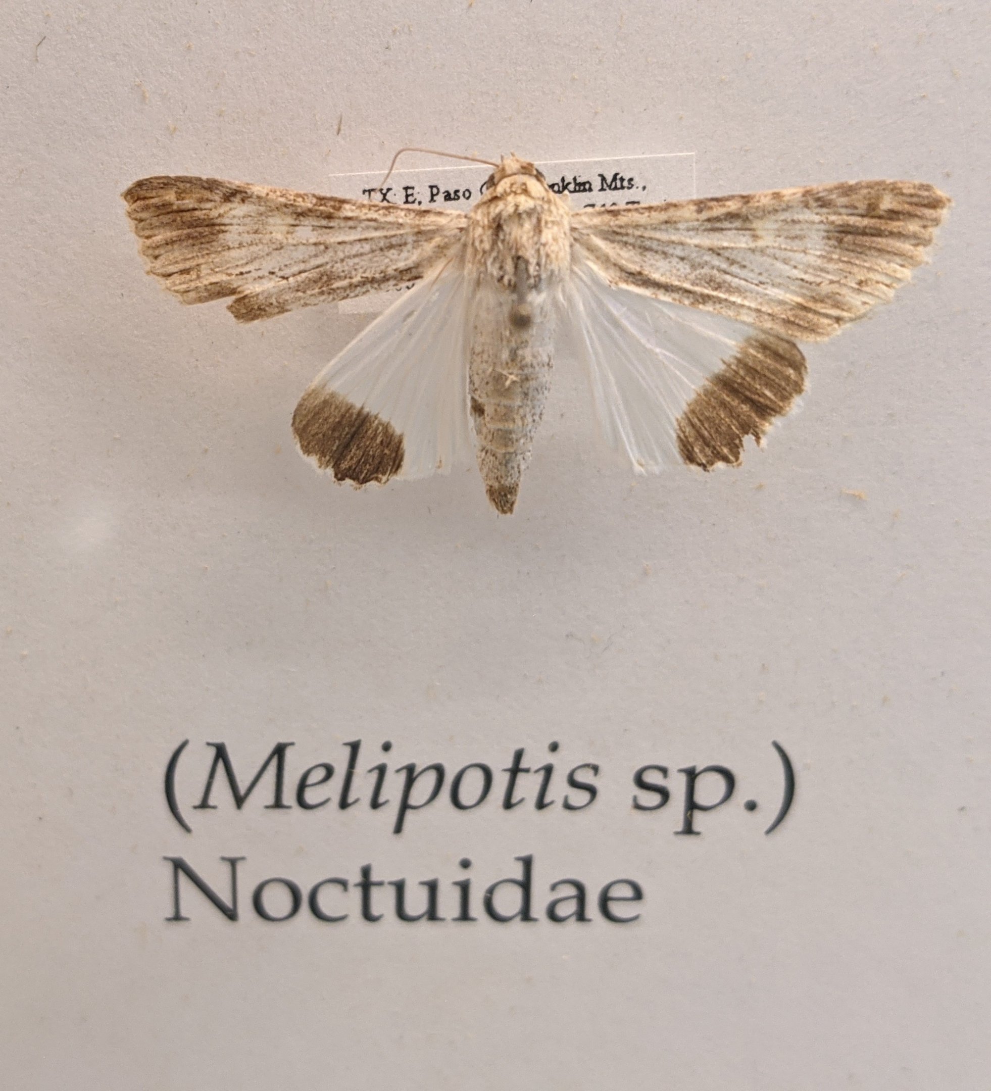 Melipotis sp. collected in the nearby Franklin Mountains