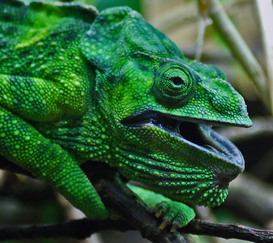 Meller Giant Chameleon